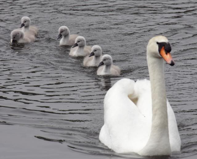 IMAGE: http://i133.photobucket.com/albums/q54/maypole_photos/cygnet0705115.jpg