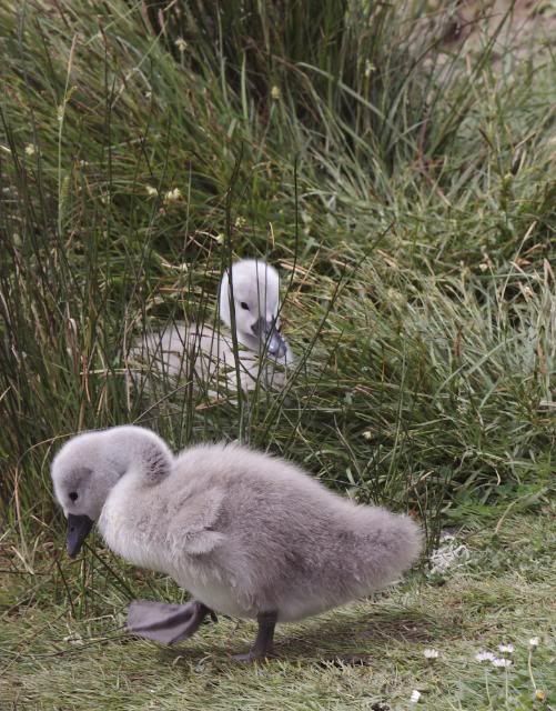IMAGE: http://i133.photobucket.com/albums/q54/maypole_photos/cygnet0705116.jpg