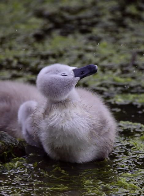 IMAGE: http://i133.photobucket.com/albums/q54/maypole_photos/cygnet0705117.jpg