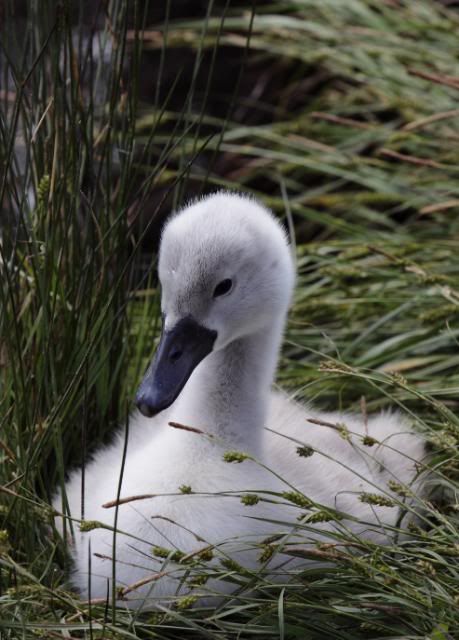 IMAGE: http://i133.photobucket.com/albums/q54/maypole_photos/cygnet15052.jpg