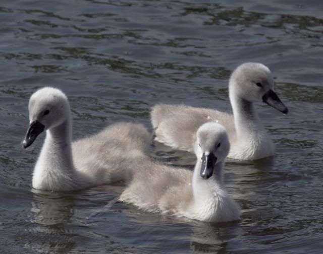 IMAGE: http://i133.photobucket.com/albums/q54/maypole_photos/cygnet15053.jpg