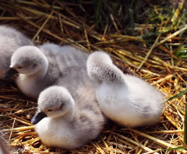 IMAGE: http://i133.photobucket.com/albums/q54/maypole_photos/cygnet2.jpg