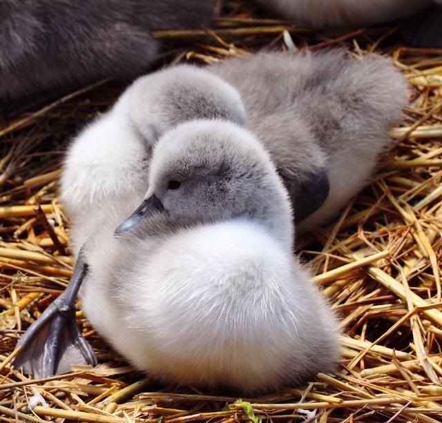 IMAGE: http://i133.photobucket.com/albums/q54/maypole_photos/cygnet3.jpg