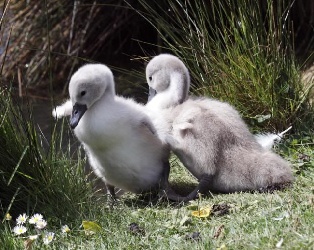 IMAGE: http://i133.photobucket.com/albums/q54/maypole_photos/cygnets1505.jpg