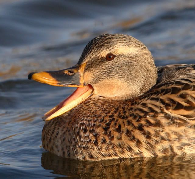 IMAGE: http://i133.photobucket.com/albums/q54/maypole_photos/duckhead.jpg