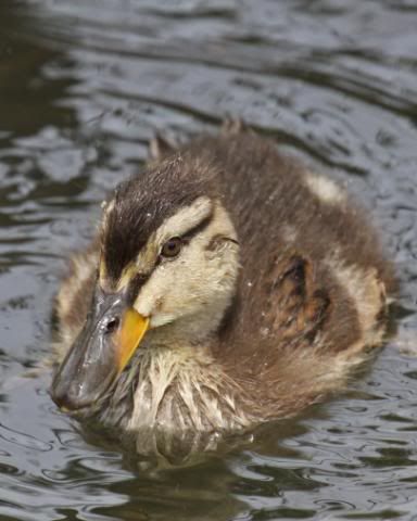 IMAGE: http://i133.photobucket.com/albums/q54/maypole_photos/duckling2.jpg