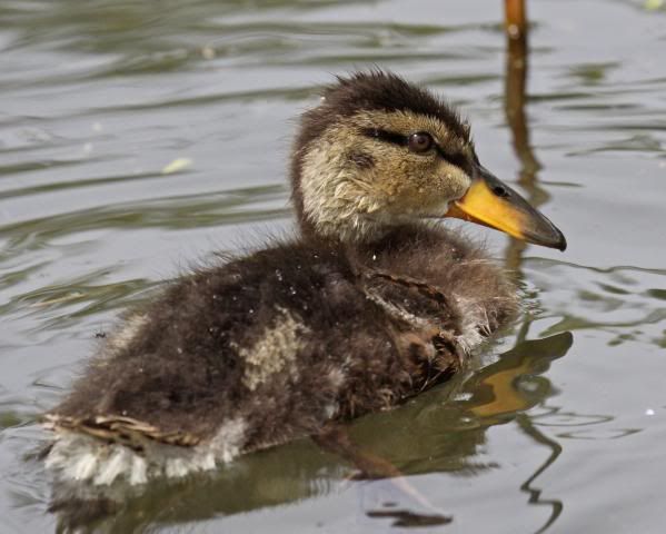 IMAGE: http://i133.photobucket.com/albums/q54/maypole_photos/duckling3.jpg