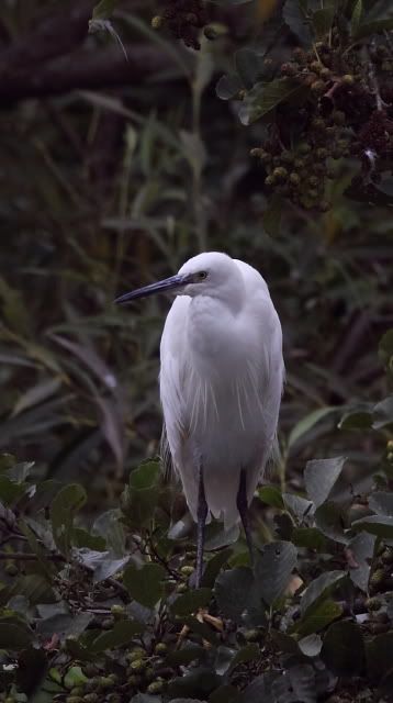 IMAGE: http://i133.photobucket.com/albums/q54/maypole_photos/egret-2.jpg