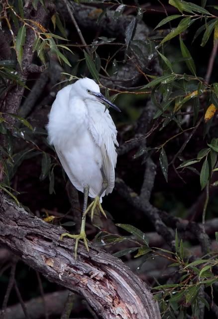 IMAGE: http://i133.photobucket.com/albums/q54/maypole_photos/egret62.jpg