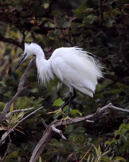 IMAGE: http://i133.photobucket.com/albums/q54/maypole_photos/egret903.jpg