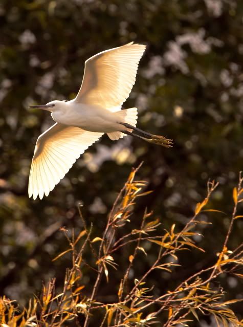 IMAGE: http://i133.photobucket.com/albums/q54/maypole_photos/egretinsun.jpg