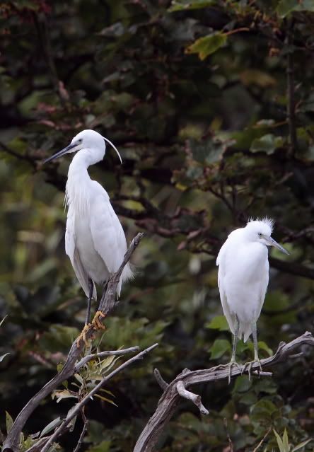 IMAGE: http://i133.photobucket.com/albums/q54/maypole_photos/egrets69.jpg
