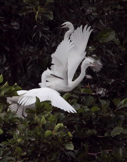 IMAGE: http://i133.photobucket.com/albums/q54/maypole_photos/egrets98.jpg