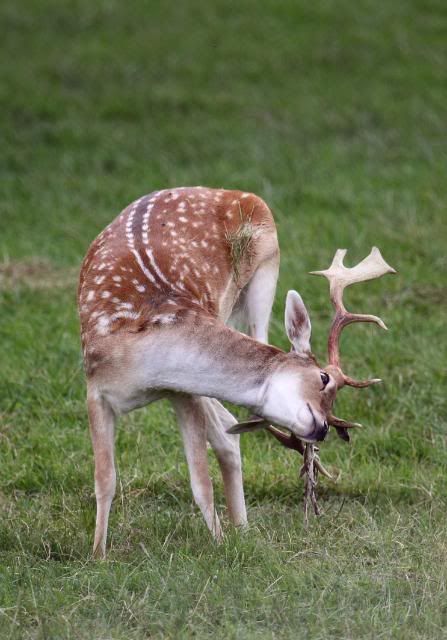 IMAGE: http://i133.photobucket.com/albums/q54/maypole_photos/fallowdeer2.jpg