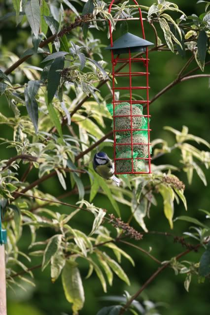 IMAGE: http://i133.photobucket.com/albums/q54/maypole_photos/feeder.jpg