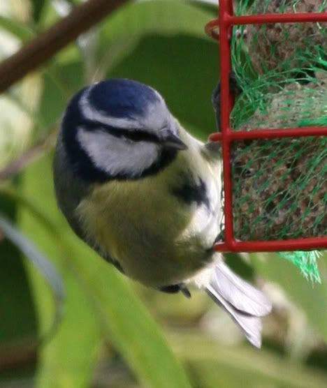 IMAGE: http://i133.photobucket.com/albums/q54/maypole_photos/feedercrop.jpg