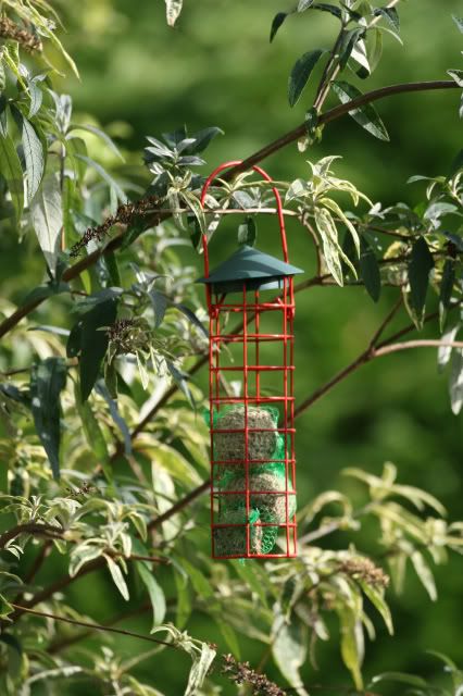 IMAGE: http://i133.photobucket.com/albums/q54/maypole_photos/feederempty.jpg