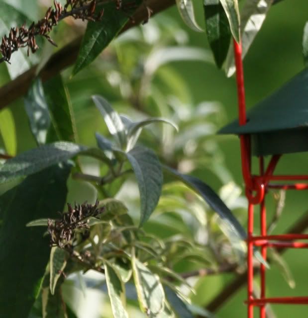 IMAGE: http://i133.photobucket.com/albums/q54/maypole_photos/feederemptycrop.jpg