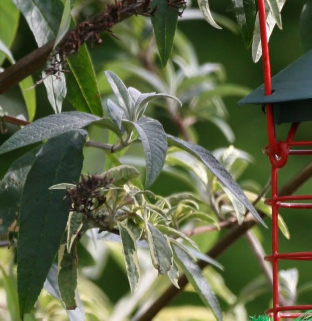 IMAGE: http://i133.photobucket.com/albums/q54/maypole_photos/feederleavescrop.jpg