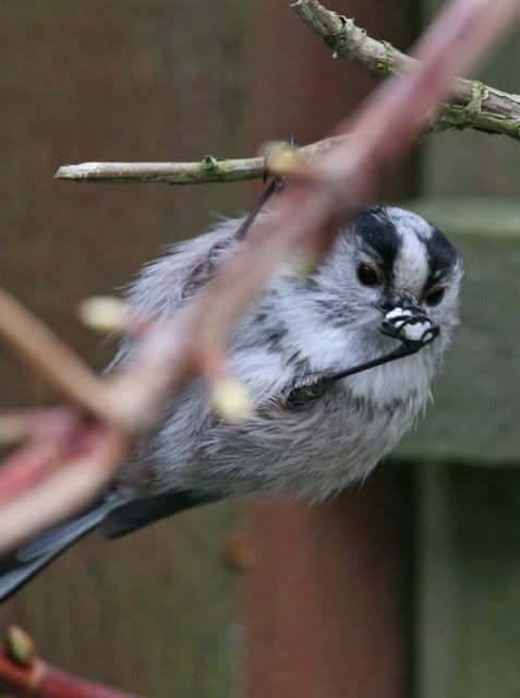 IMAGE: http://i133.photobucket.com/albums/q54/maypole_photos/feeding.jpg