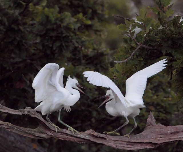 IMAGE: http://i133.photobucket.com/albums/q54/maypole_photos/fight1.jpg