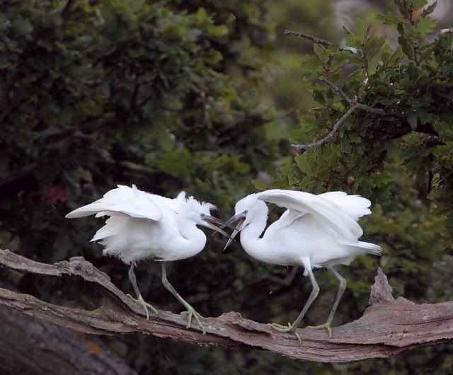 IMAGE: http://i133.photobucket.com/albums/q54/maypole_photos/fight3.jpg