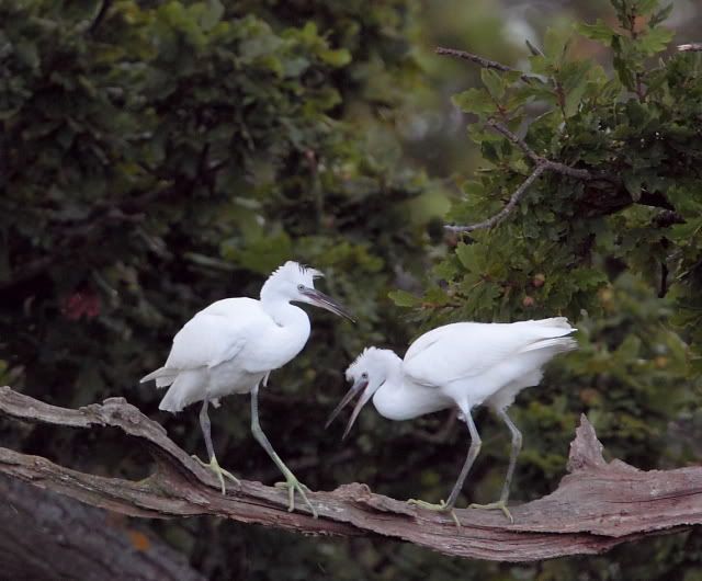 IMAGE: http://i133.photobucket.com/albums/q54/maypole_photos/fight4.jpg