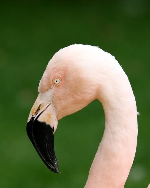 IMAGE: http://i133.photobucket.com/albums/q54/maypole_photos/flamingohead.jpg