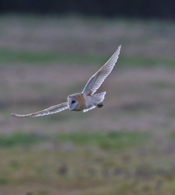IMAGE: http://i133.photobucket.com/albums/q54/maypole_photos/flying.jpg