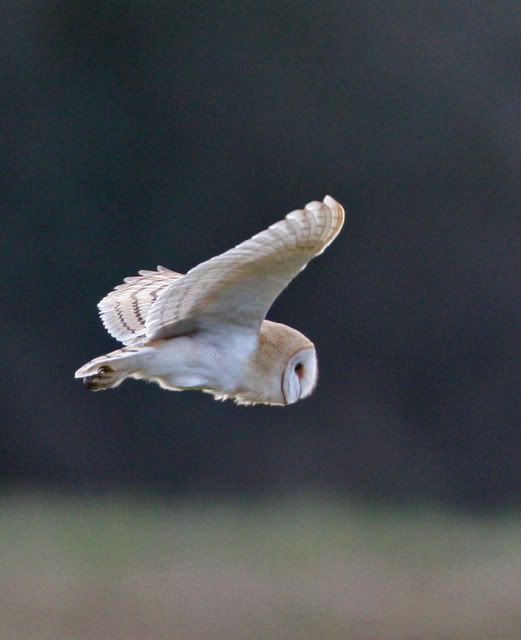 IMAGE: http://i133.photobucket.com/albums/q54/maypole_photos/flying2.jpg