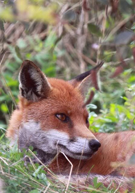 IMAGE: http://i133.photobucket.com/albums/q54/maypole_photos/fox-1.jpg