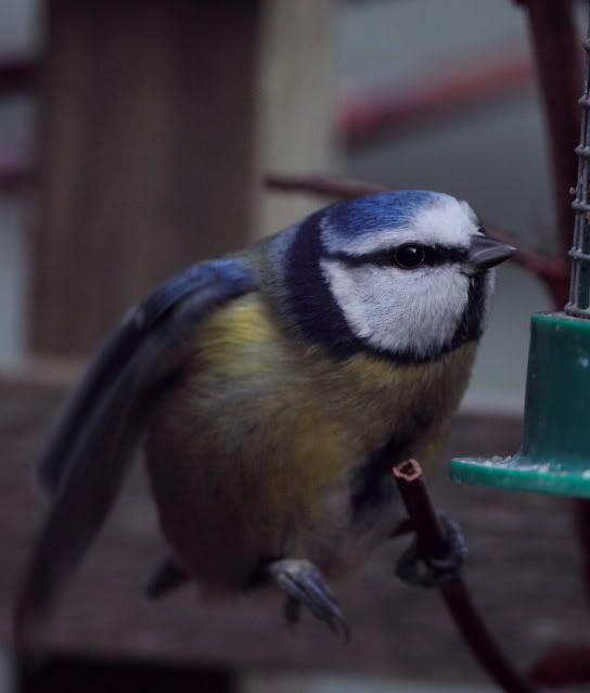 IMAGE: http://i133.photobucket.com/albums/q54/maypole_photos/gammyleg.jpg