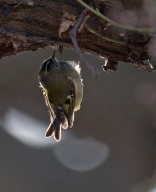 IMAGE: http://i133.photobucket.com/albums/q54/maypole_photos/goldcrest.jpg