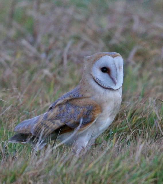 IMAGE: http://i133.photobucket.com/albums/q54/maypole_photos/grass-2.jpg