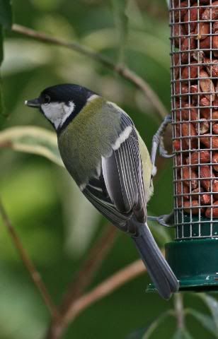 IMAGE: http://i133.photobucket.com/albums/q54/maypole_photos/greattitpeanuts.jpg