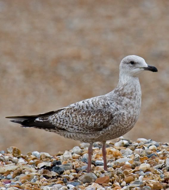 IMAGE: http://i133.photobucket.com/albums/q54/maypole_photos/gull.jpg