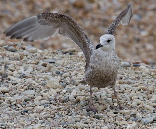 IMAGE: http://i133.photobucket.com/albums/q54/maypole_photos/gull2.jpg