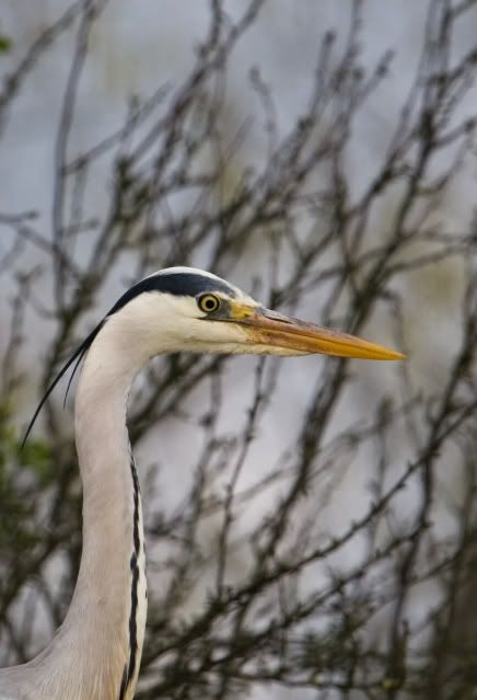 IMAGE: http://i133.photobucket.com/albums/q54/maypole_photos/heron.jpg