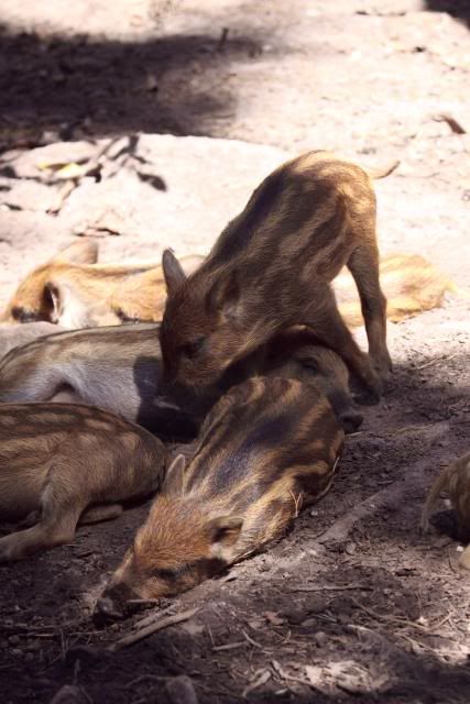 IMAGE: http://i133.photobucket.com/albums/q54/maypole_photos/hoglets.jpg