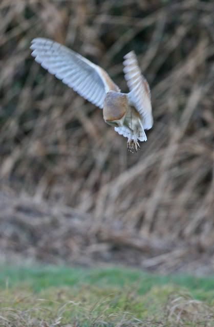 IMAGE: http://i133.photobucket.com/albums/q54/maypole_photos/hover3.jpg