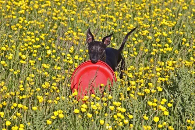 IMAGE: http://i133.photobucket.com/albums/q54/maypole_photos/jazzbuttercups.jpg