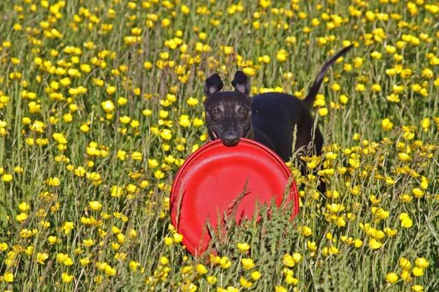 IMAGE: http://i133.photobucket.com/albums/q54/maypole_photos/jazzbuttercups2.jpg