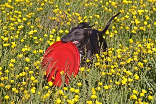 IMAGE: http://i133.photobucket.com/albums/q54/maypole_photos/jazzbuttercups3.jpg