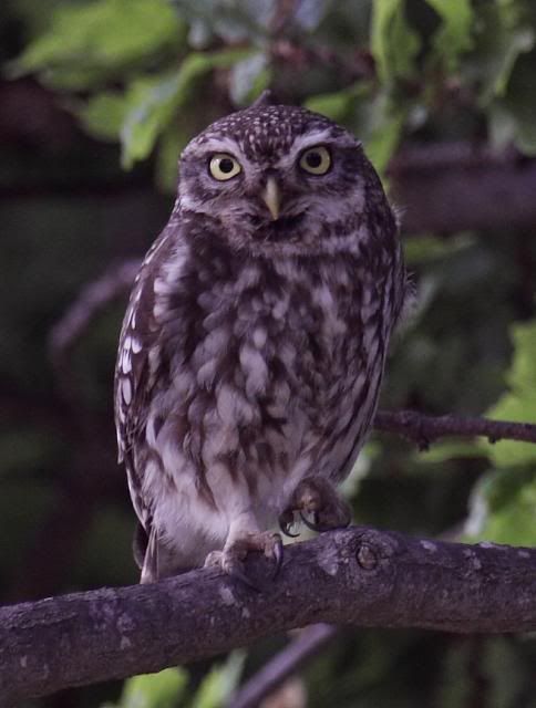 IMAGE: http://i133.photobucket.com/albums/q54/maypole_photos/local%20events/LittleOwl.jpg