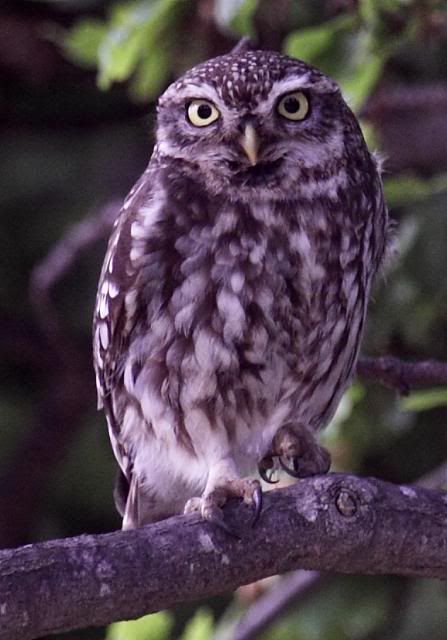 IMAGE: http://i133.photobucket.com/albums/q54/maypole_photos/local%20events/LittleOwl2.jpg