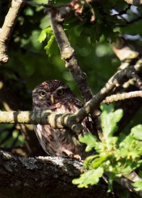 IMAGE: http://i133.photobucket.com/albums/q54/maypole_photos/local%20events/blurredowl1506.jpg