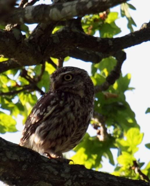 IMAGE: http://i133.photobucket.com/albums/q54/maypole_photos/local%20events/blurredowl15062.jpg