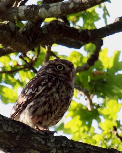 IMAGE: http://i133.photobucket.com/albums/q54/maypole_photos/local%20events/blurredowl15063.jpg