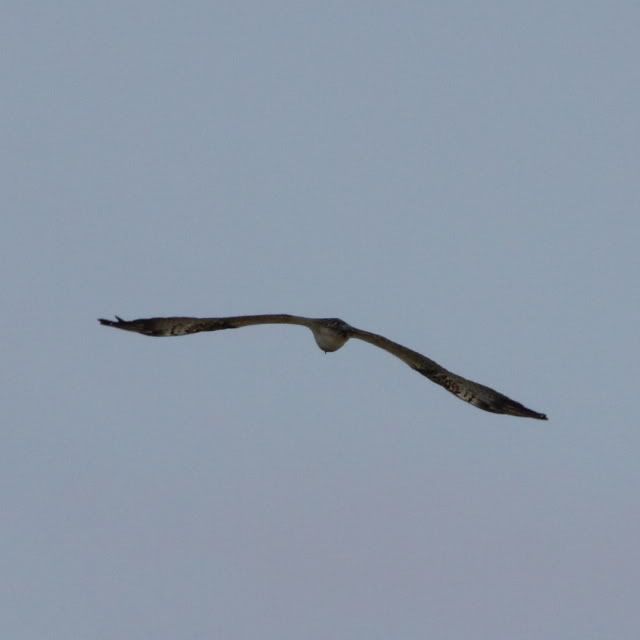 IMAGE: http://i133.photobucket.com/albums/q54/maypole_photos/local%20events/harrier.jpg