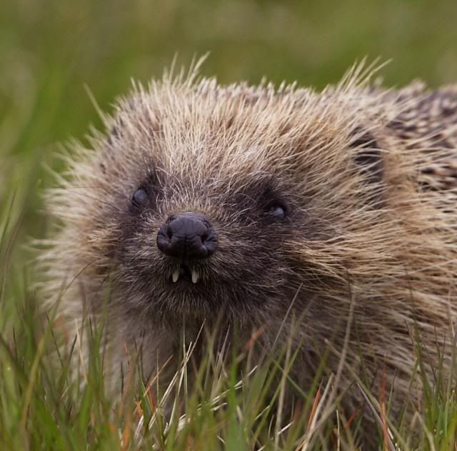 IMAGE: http://i133.photobucket.com/albums/q54/maypole_photos/local%20events/hedgehogsteeth.jpg